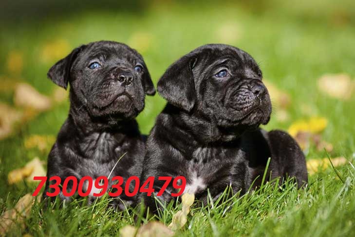 Image of Cane corso posted on 2022-03-13 14:06:50 from india